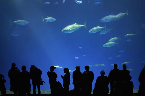 Monterey Bay Aquarium