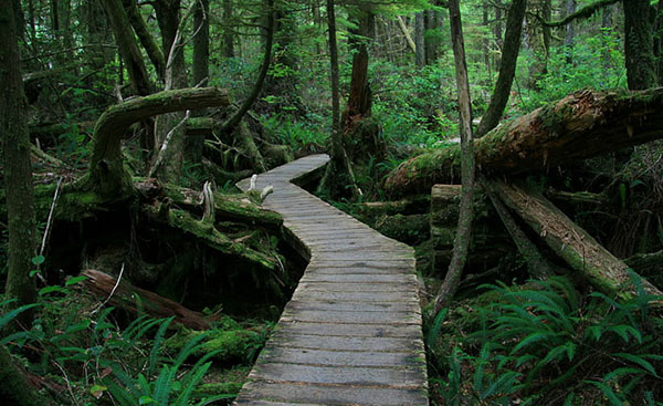 Rainforest Trail