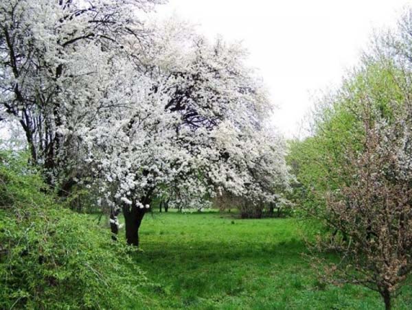 Botanical Gardens of the Academy of Sciences of Moldova