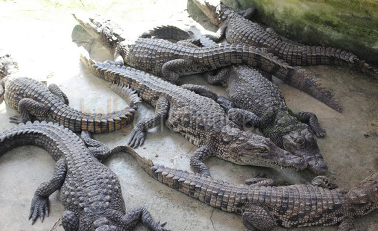 Dipi Crocodile Farm