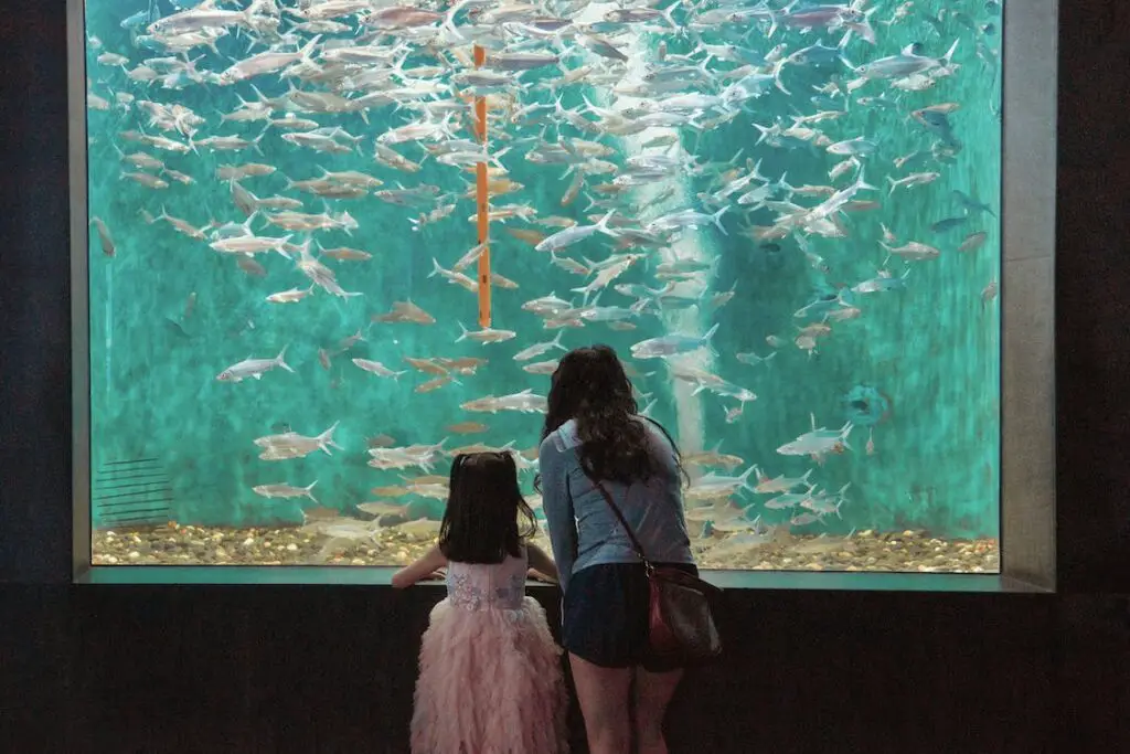 Does Cincinnati Have An Aquarium? TravelMagma