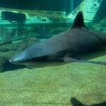 Do Great White Sharks Swim in the Caribbean?