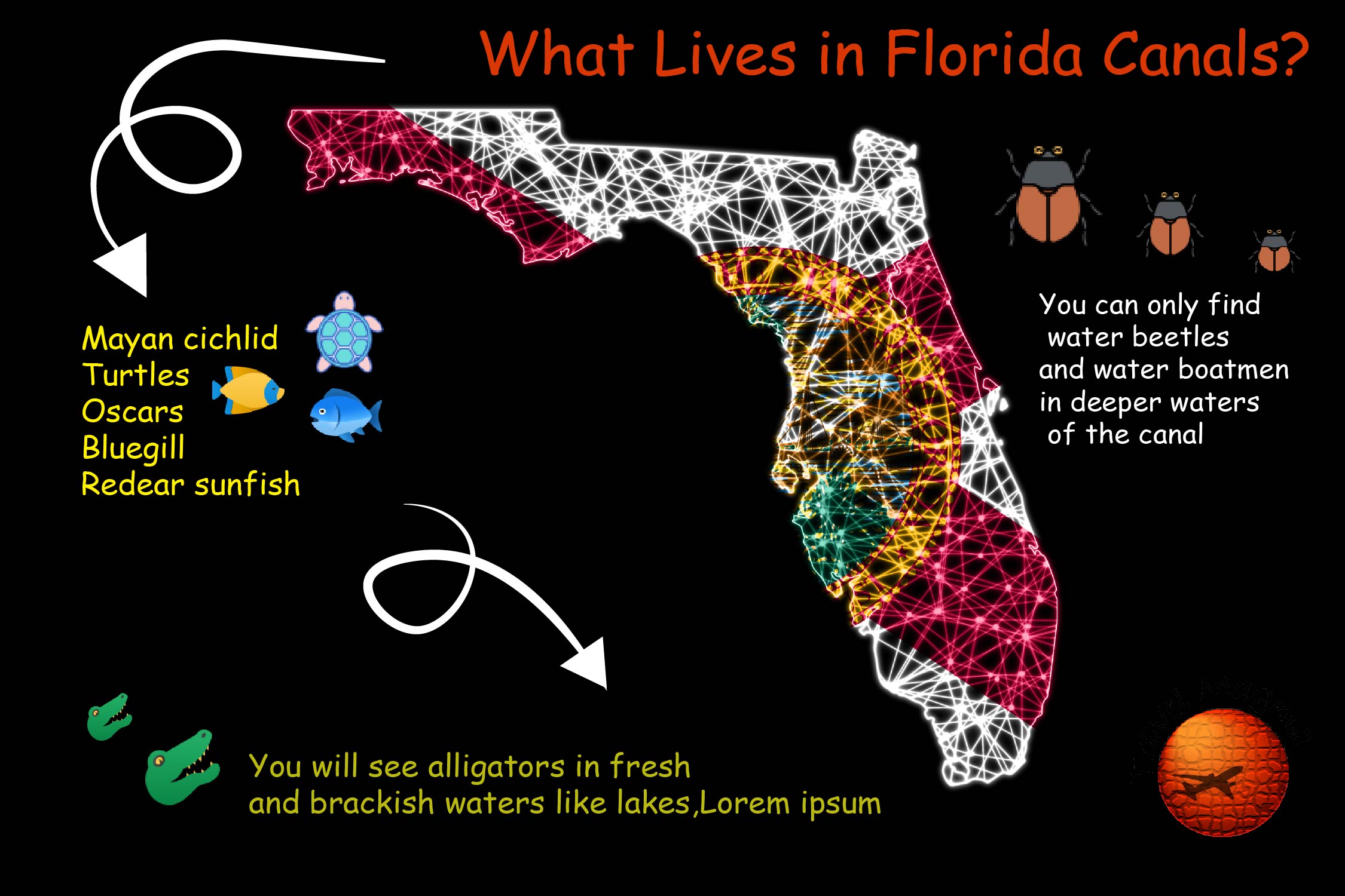 What Lives in Florida Canals?